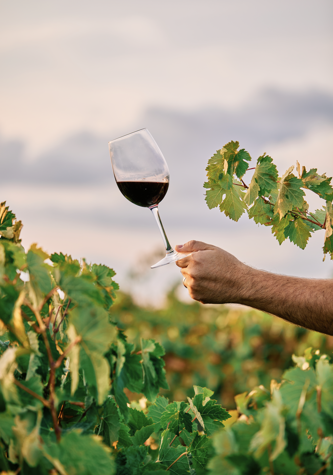 A hand holding a glass of red wine against a backdrop of green grapevine leaves and a cloudy sky.