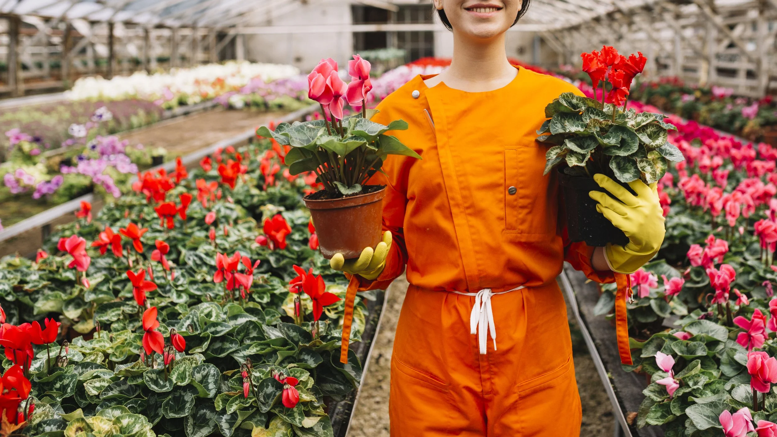 female-gardener-holding-pink-red-cyclamen-flower-pots-greenhouse.jpg