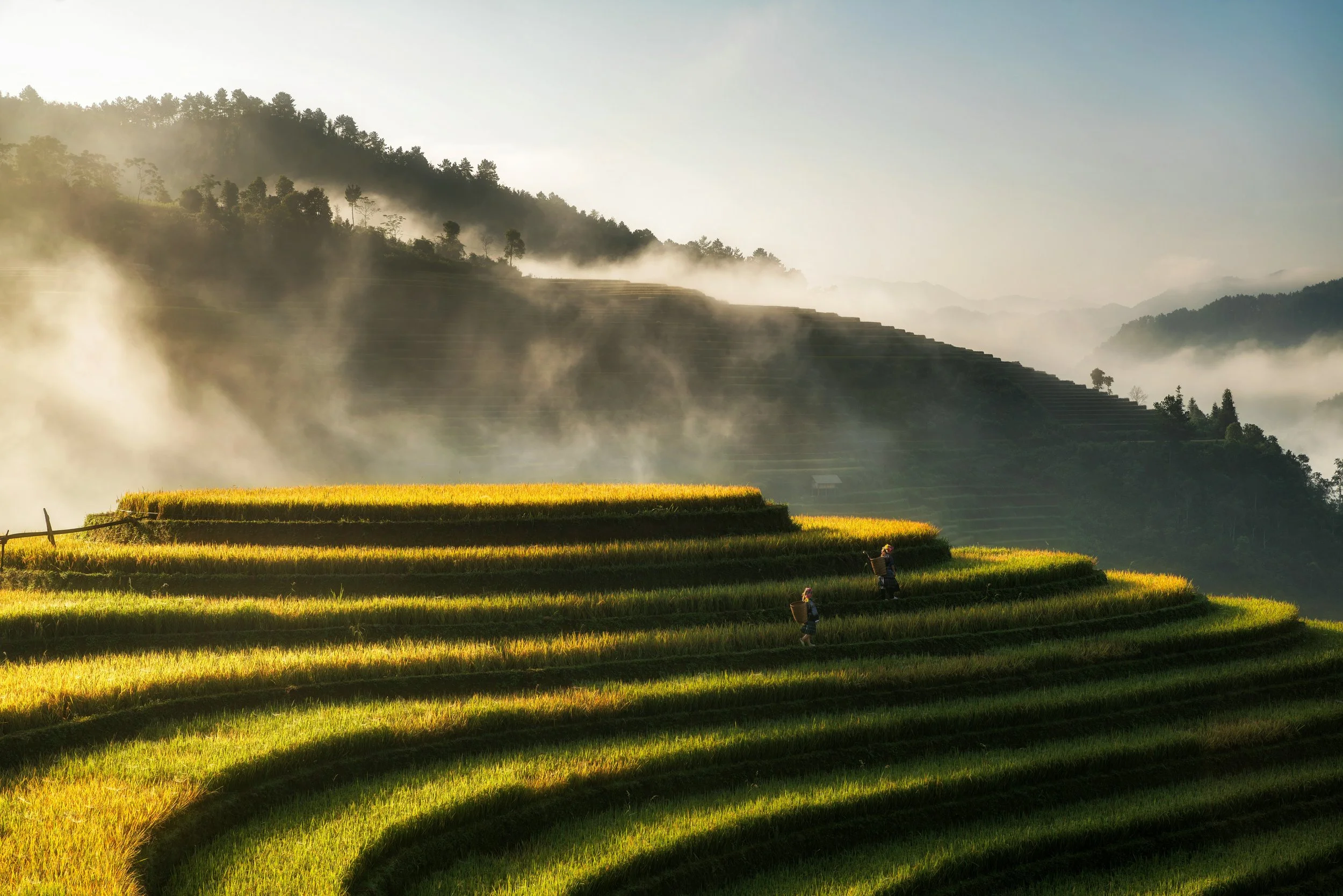 Terraced rice fields in a valley with mist rising, mountains in the background, and two farmers working in the fields.