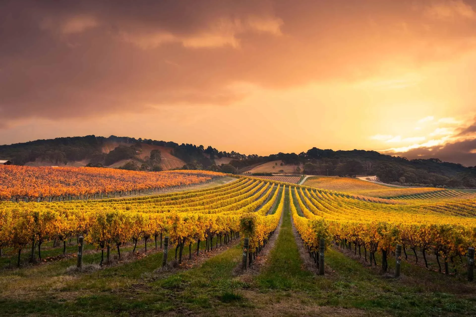 Vineyard with rows of grapevines during sunset and mountains in the background.