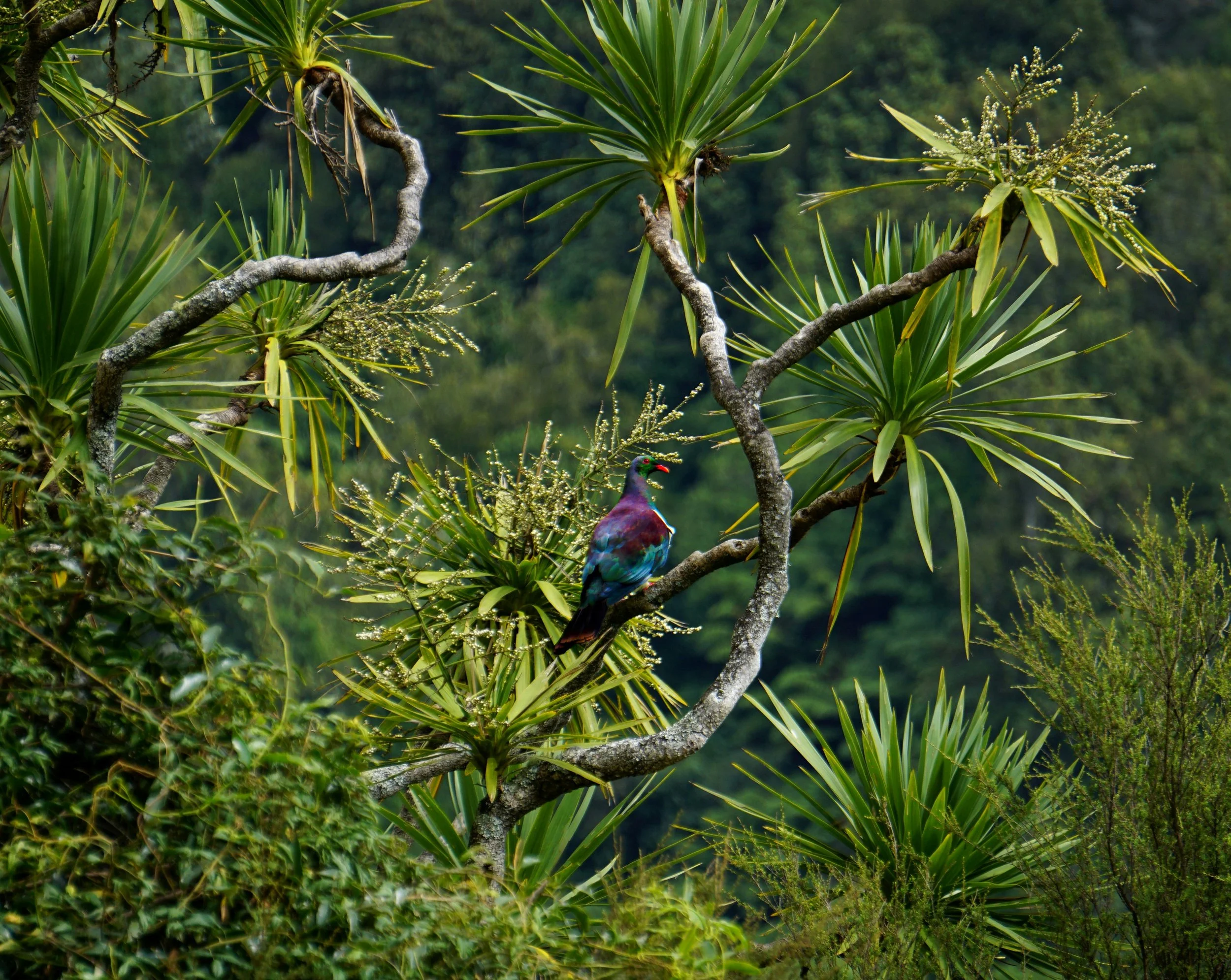 A colorful bird perched on a branch in a lush green forest with flowering plants.