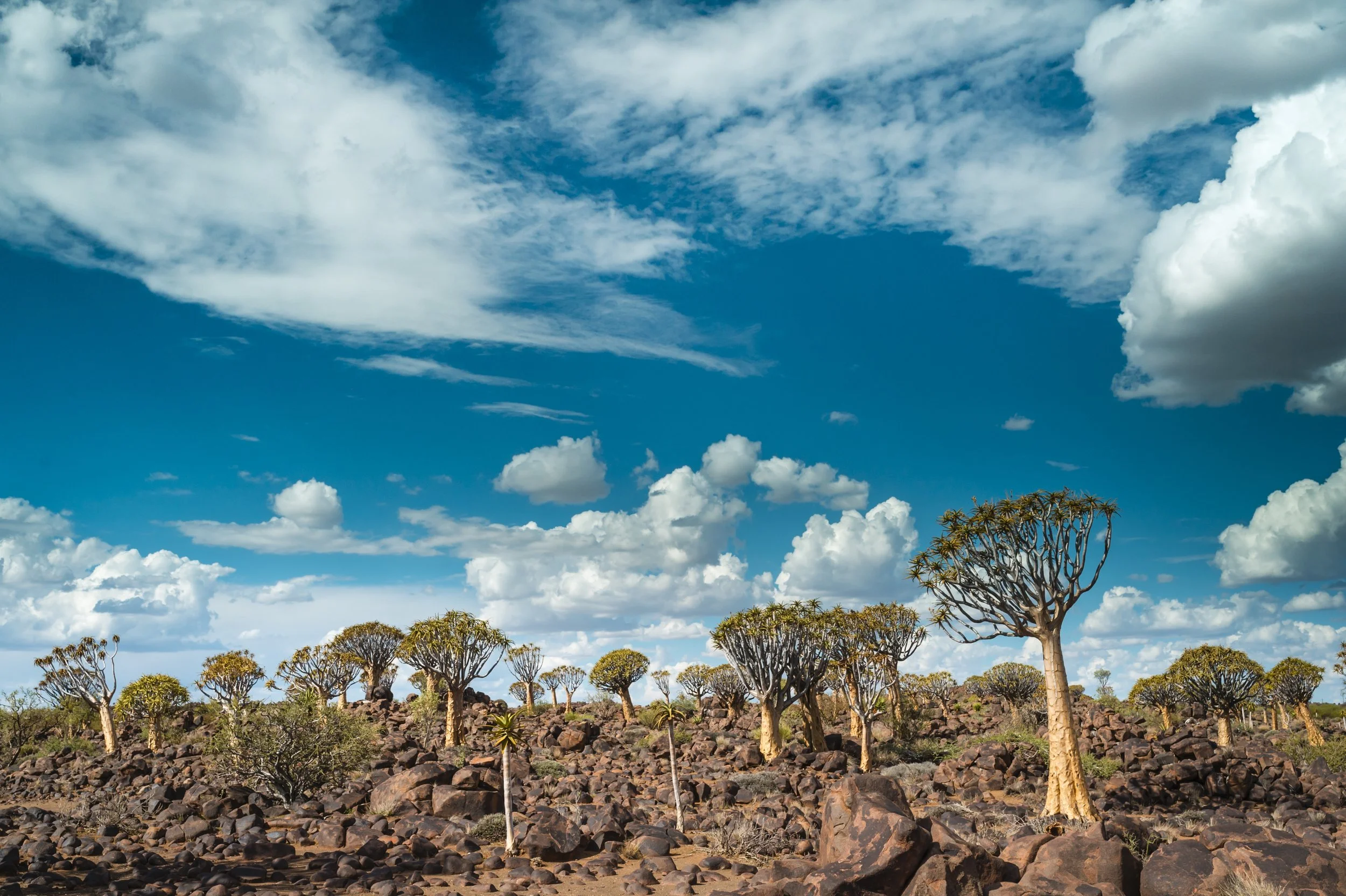 beautiful-shot-quiver-tree-forest-namibia-africa-with-cloudy-blue-sky.jpg