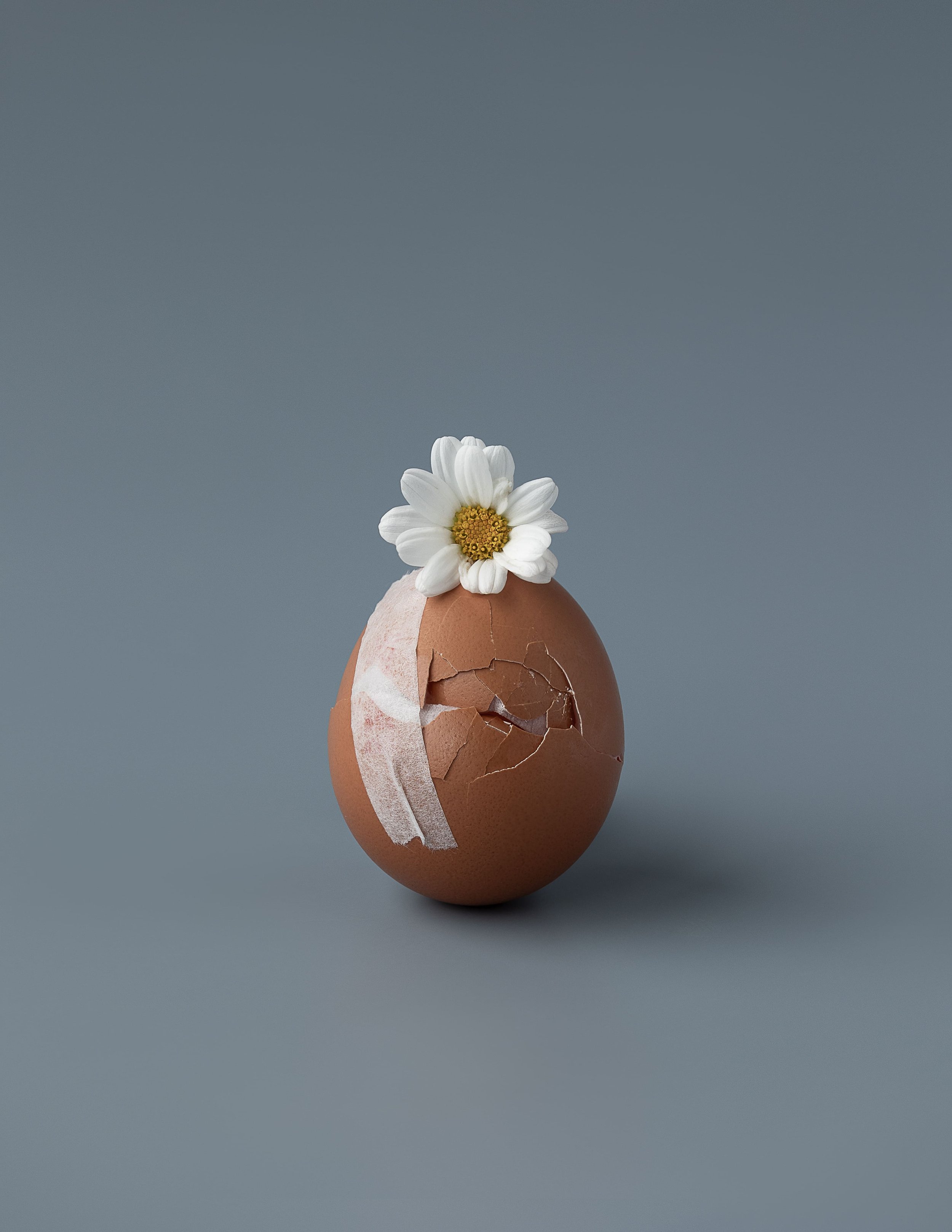 Daisy Egg • Personal Work