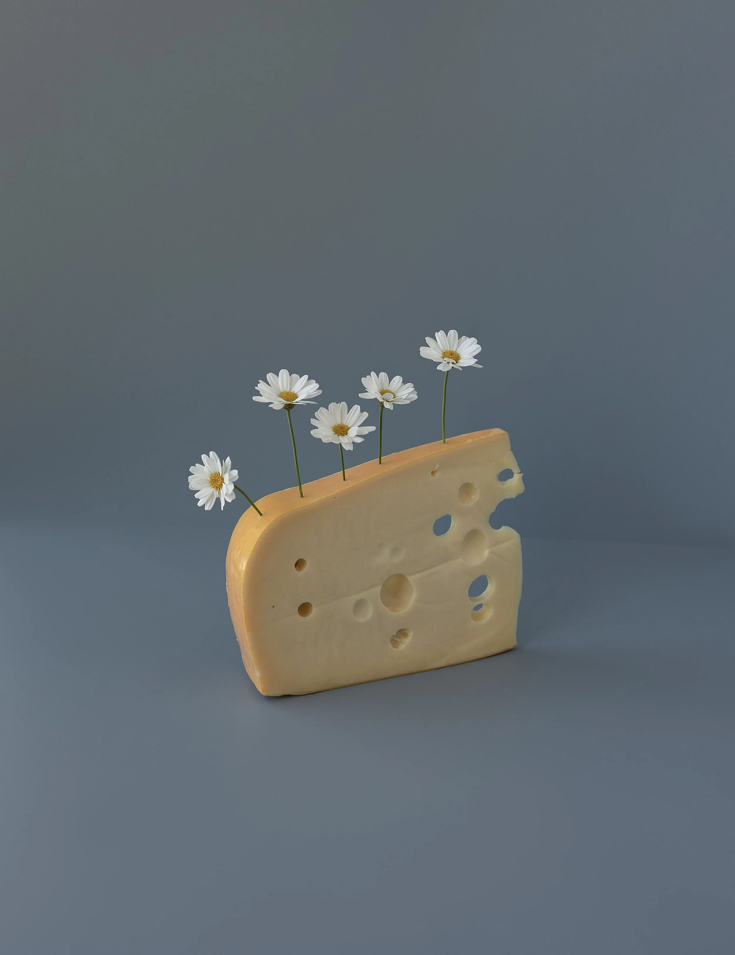 Daisy Cheesey • Personal Work