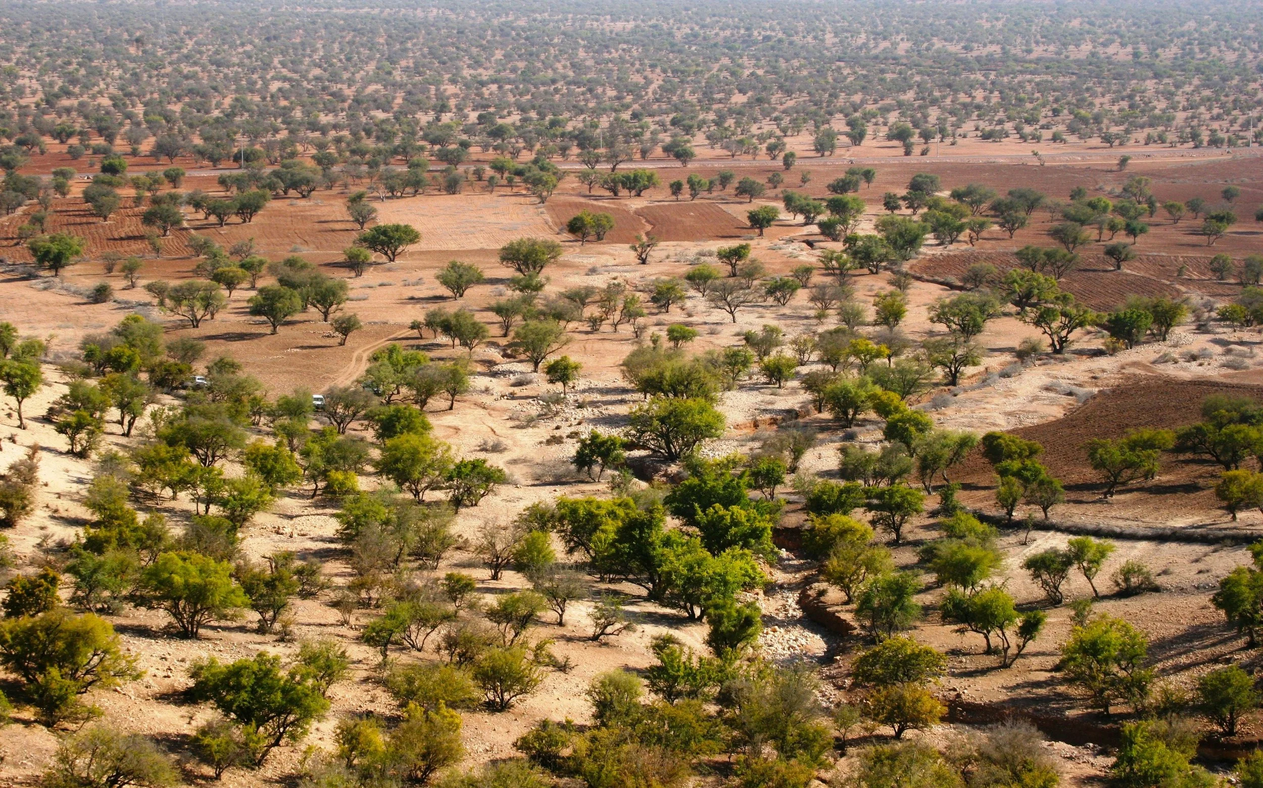 Horseback Riding Through Argan Forests &amp; Authentic Local Life in Tamri, Morocco