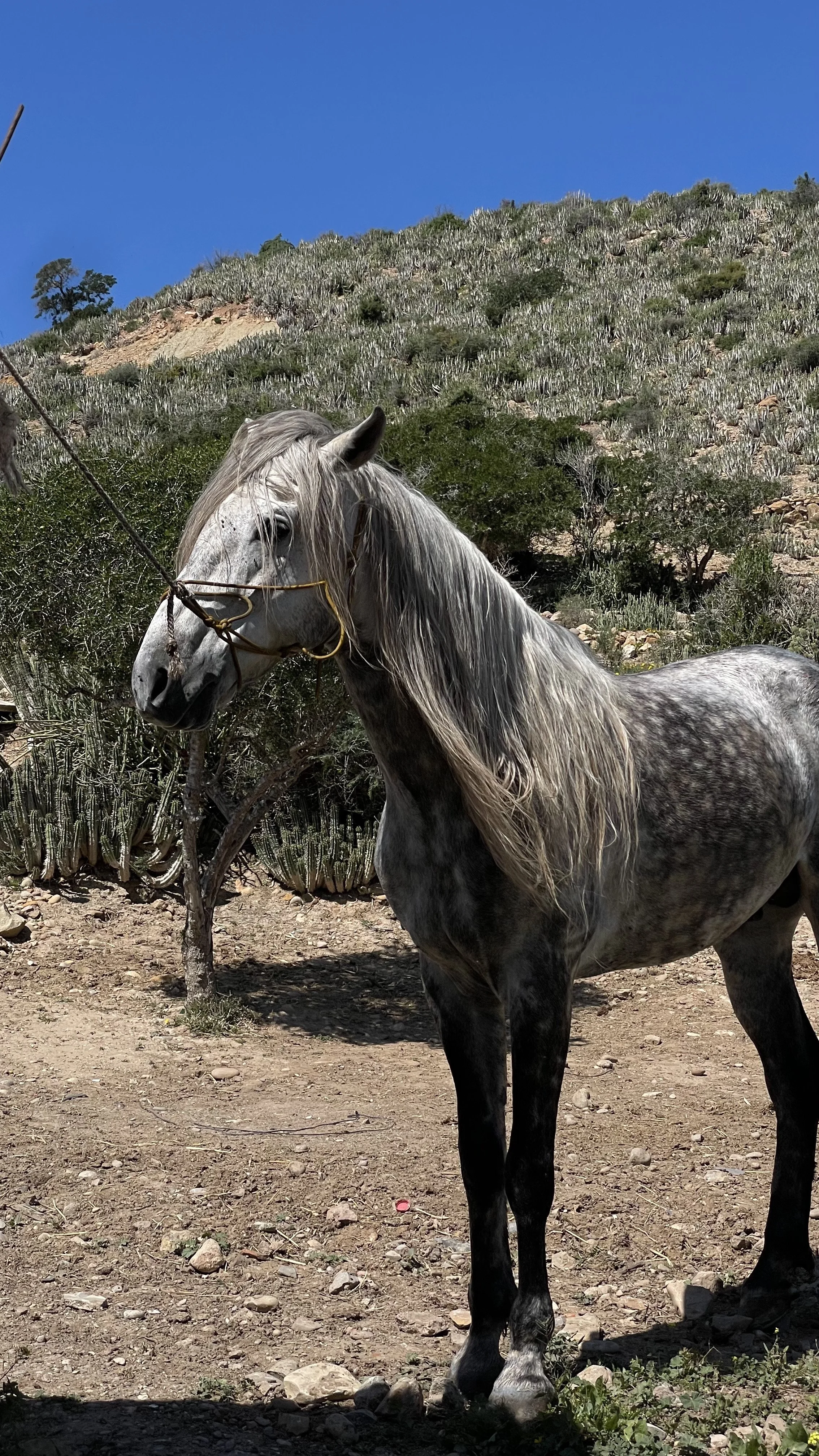 A gray horse with a flowing mane standing on rocky dirt ground in a desert landscape with cacti and shrubs, under a clear blue sky.