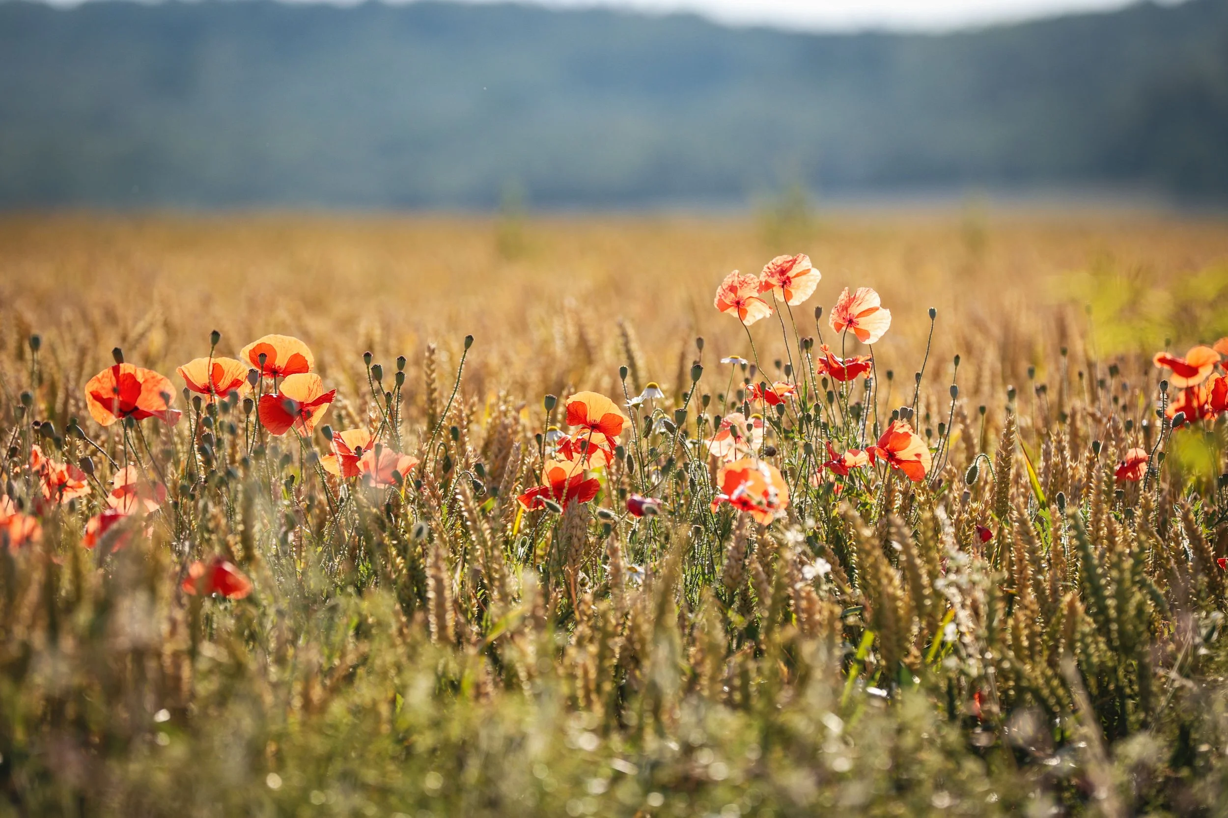 Ein Feld mit roten Mohnblumen vor einem blauen Himmel.