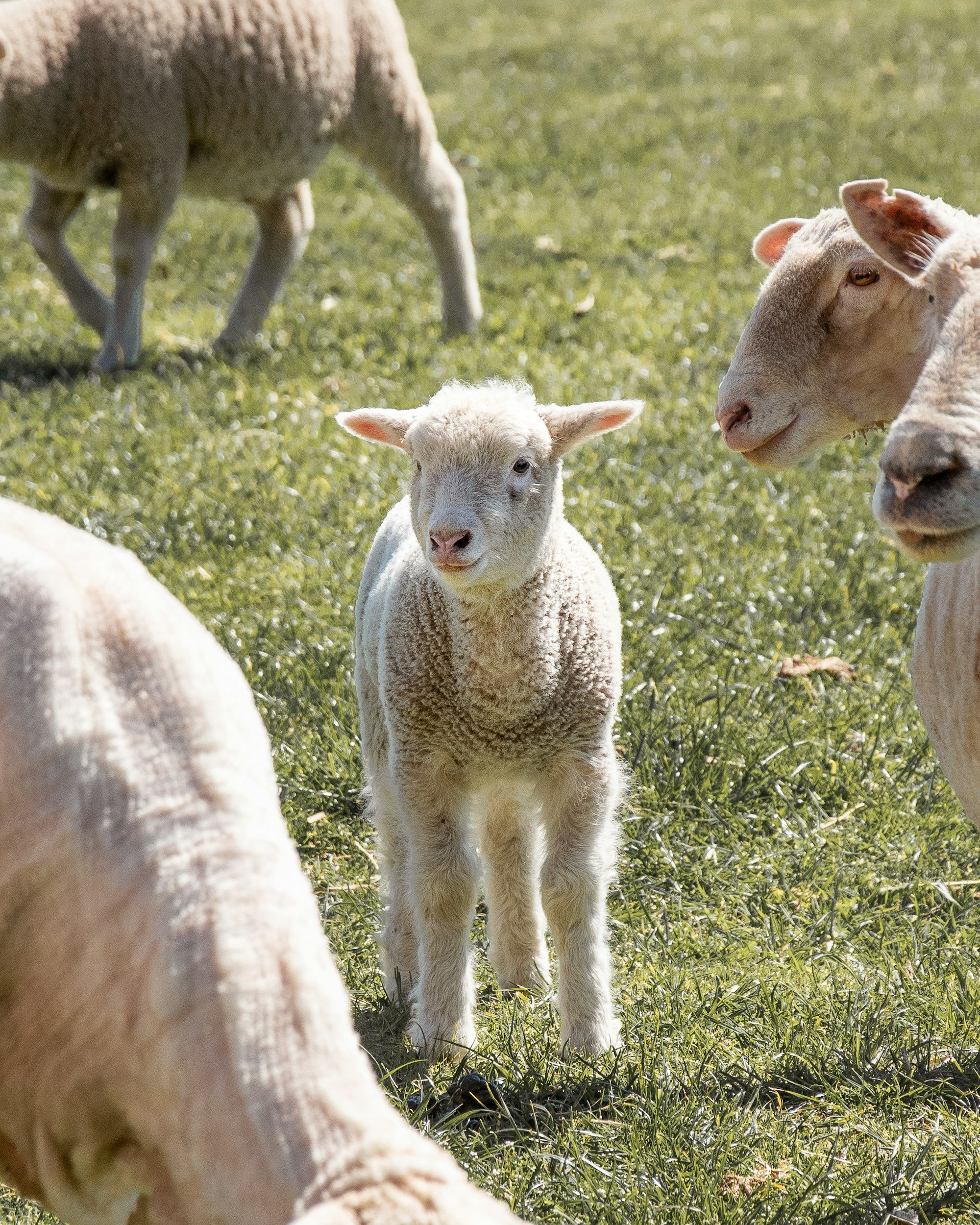 Sheep and a lamb standing in a grassy paddock