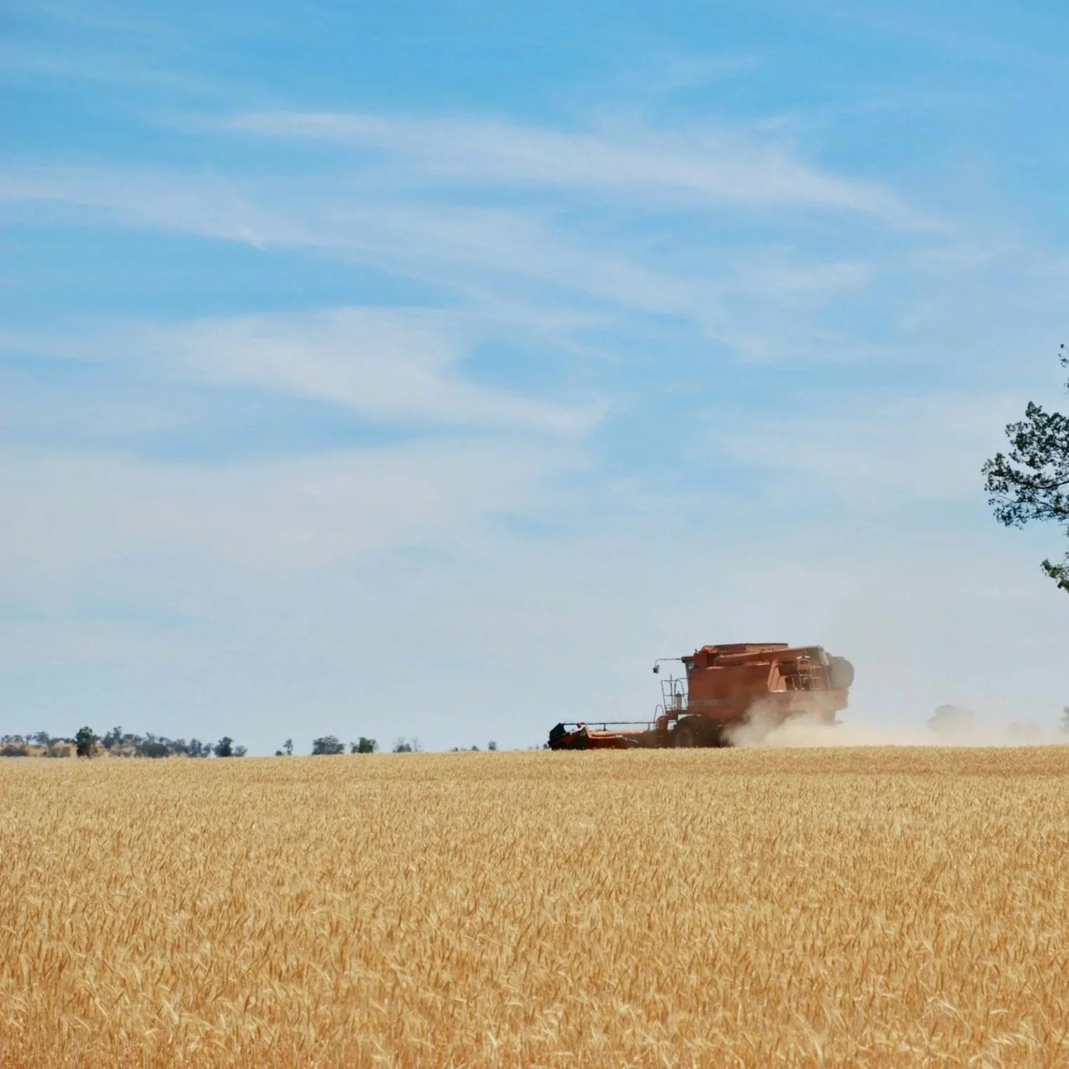 Header harvesting a wheat crop