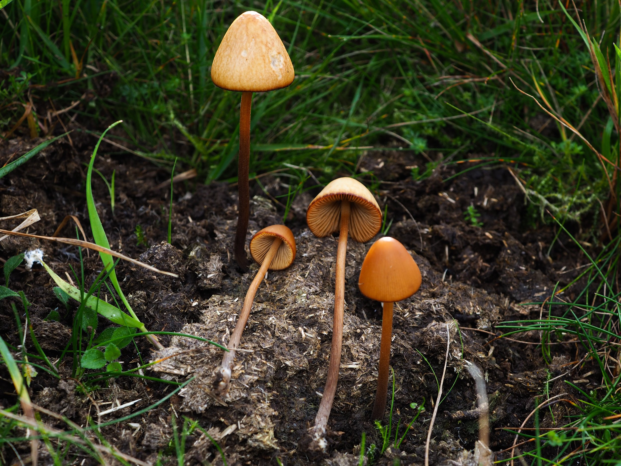 Education core value:  coprophilus mushrooms growing from substrate, educational festival for all ages