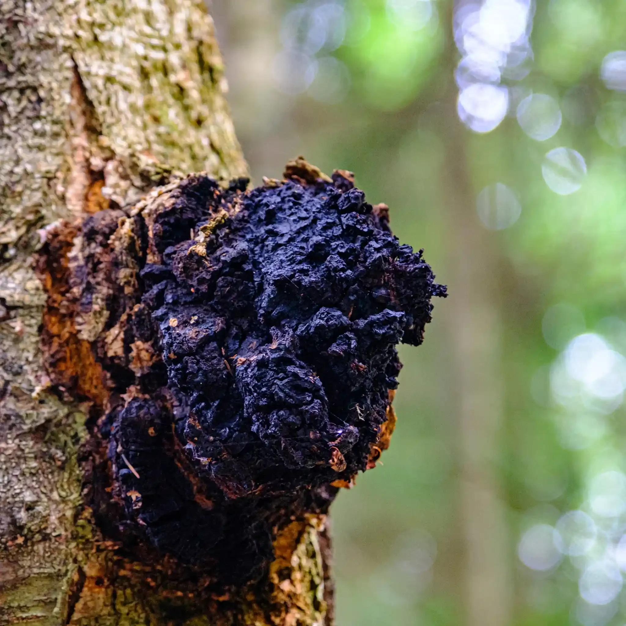 Mycology research in Scotland, chaga, medicinal mushrooms