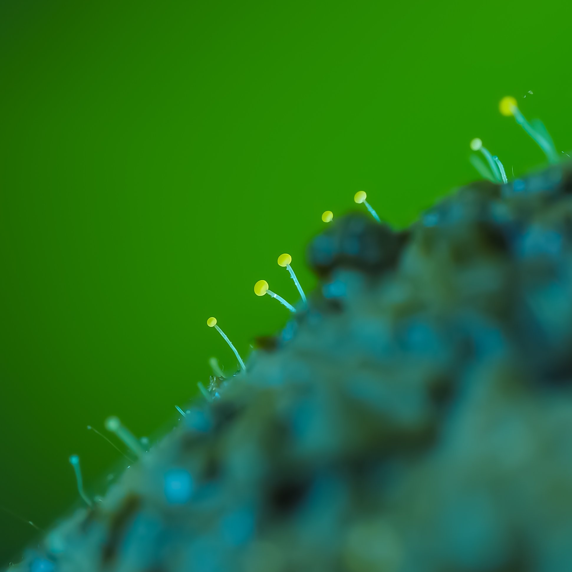Scottish fungi festival collaboration core value: micro-fungi image, alternative models, mycelial networks