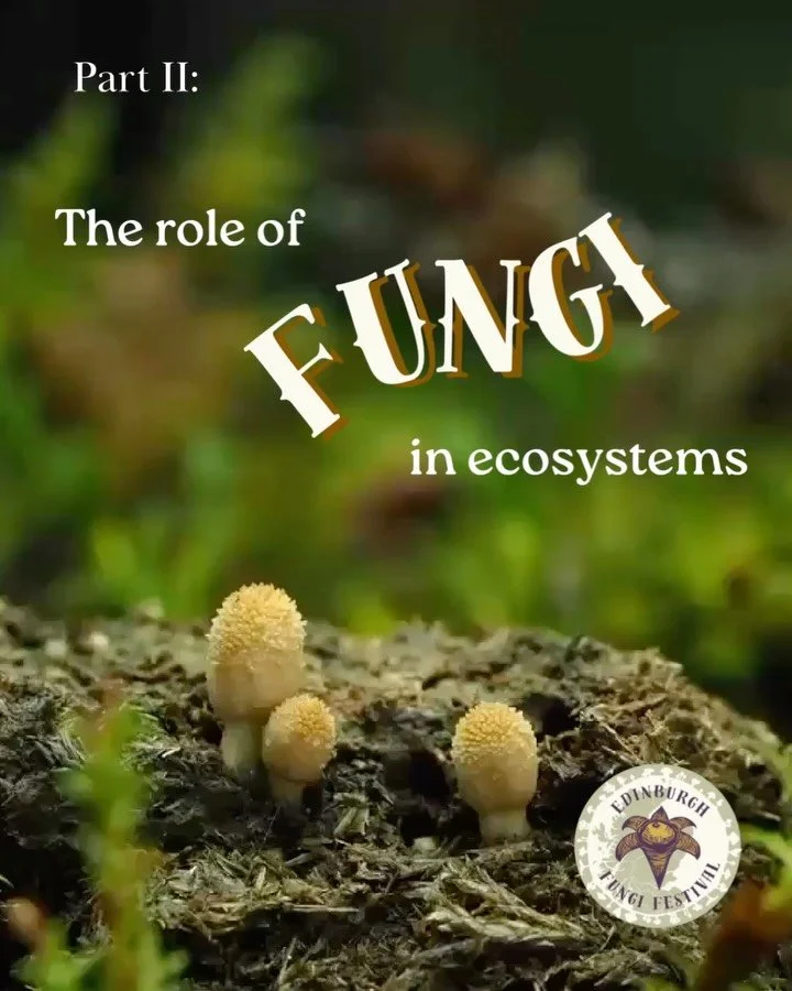 The role of fungi in ecosystems: Part II of EFF&rsquo;s &lsquo;Why Fungi&rsquo; series!

Though far from a comprehensive list of all of the many functions fungi perform within wider ecosystems, this post lists the primary impacts that the fungal king