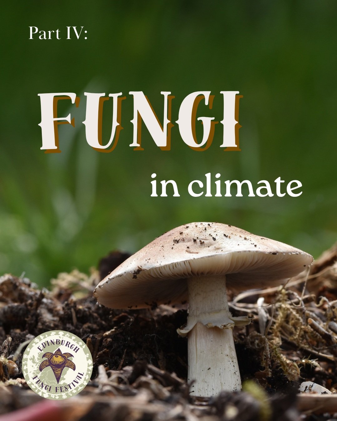 🍄FUNGI AND CLIMATE🍄

The UK&rsquo;s recent droughts are a reminder that climate change is also changing the world beneath our feet🌱

Fungi are vital partners in supporting plants under environmental stress and are important for climate resilience.