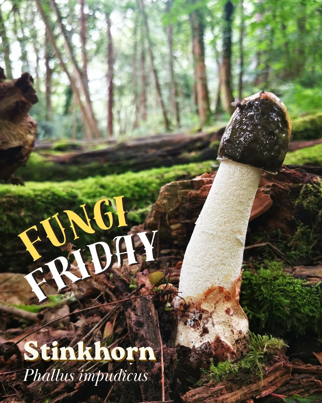 🍄IT&rsquo;S FUNGI FRIDAY!🍄 And how about we start with what we can find in Edinburgh!? 

This is the Stinkhorn, nature&rsquo;s most shameless mushroom&hellip; Found at the Hermitage of Braid, a spot where we&rsquo;ll be running some of our foray ad