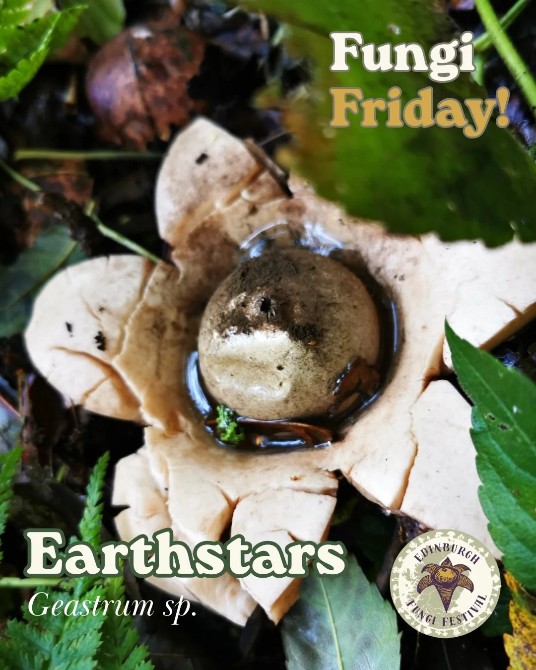 🍄Earth Stars and the logo of EFF!🍄

It&rsquo;s Fungi Friday! And what better way to celebrate than with a shout-out to the star of the Edinburgh Fungi Festival, our mascot and logo, the wonderful Earthstar!✨

In their early stages, they produce lit