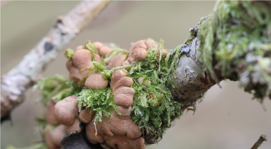 lichen growing in moss on a tree, Scotland's rainforest