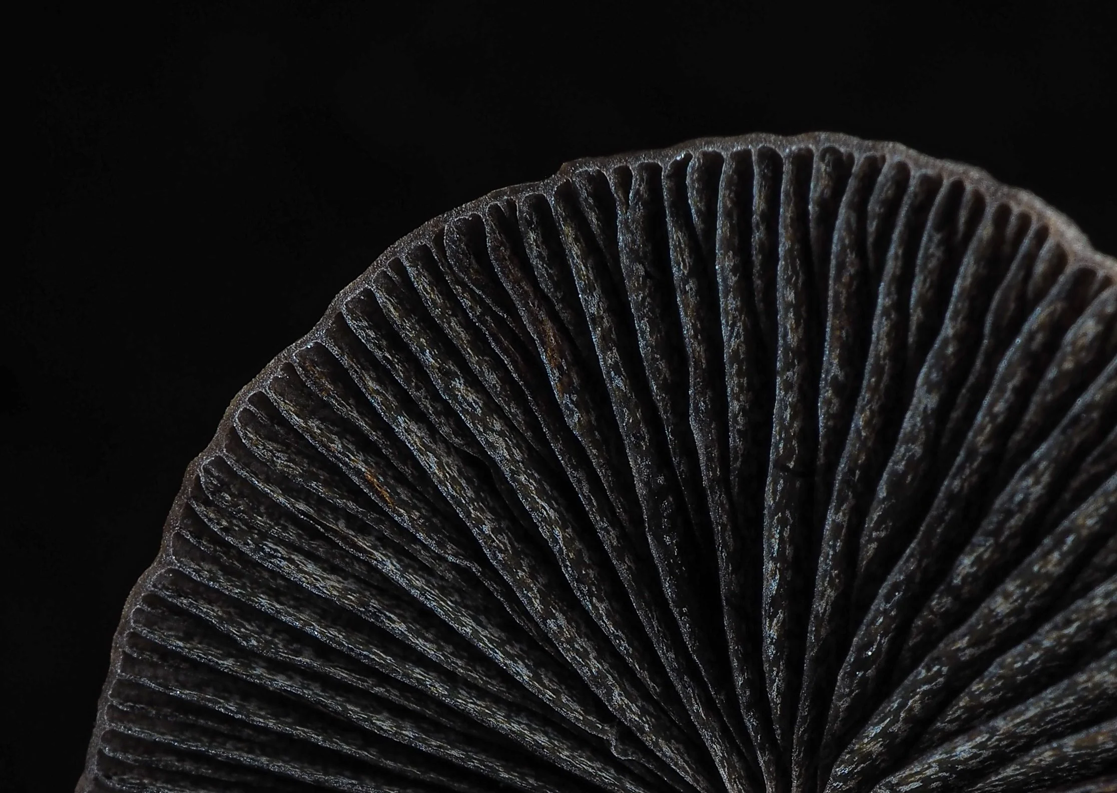 Close up of Scottish mushroom gills to advertise Edinburgh Fungi Festival