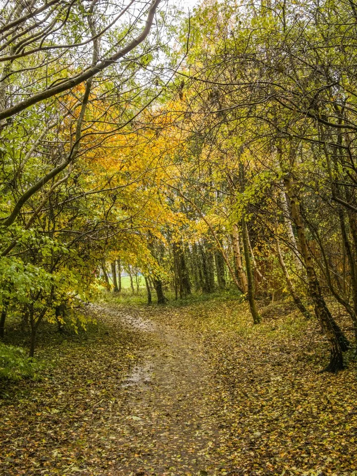 A dirt path through a dense forest with green and yellow leaves, some fallen on the ground.