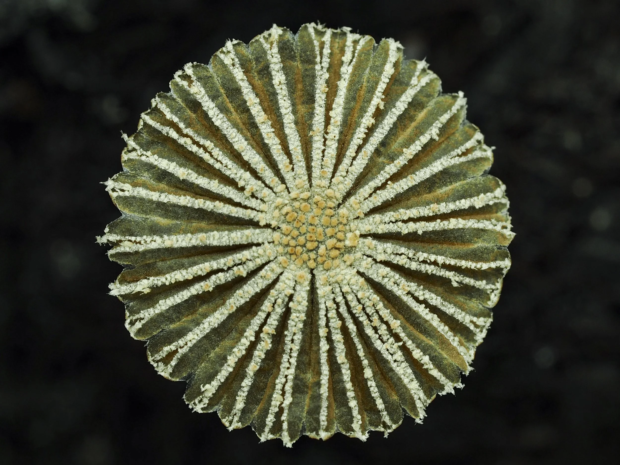 close-up macrophotography of mycena mushroom on "contact us" page of Edinburgh Fungi Festival