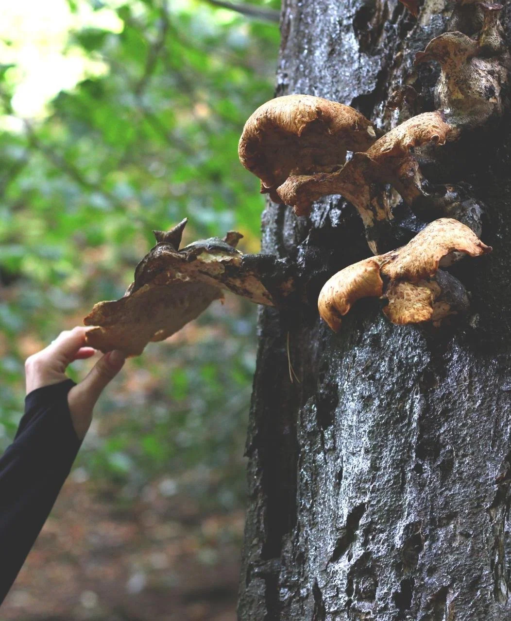 Finding dryad's saddle or pheasants tail mushroom on tree in Hermitage of Braid, Edinburgh