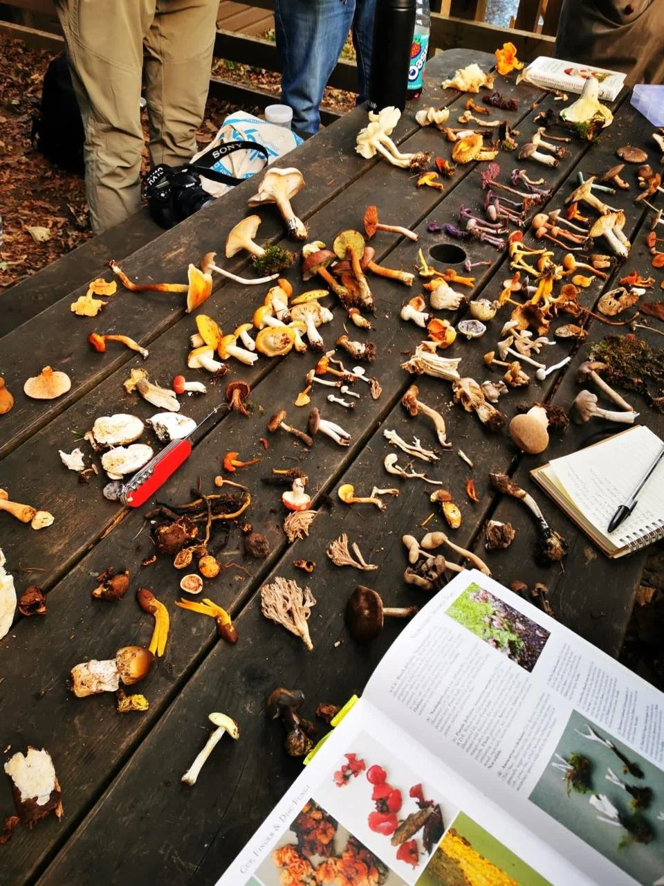 Mushroom foray specimens, Edinburgh park, agaricus, boletus, conocybe, ramaria, clavaria