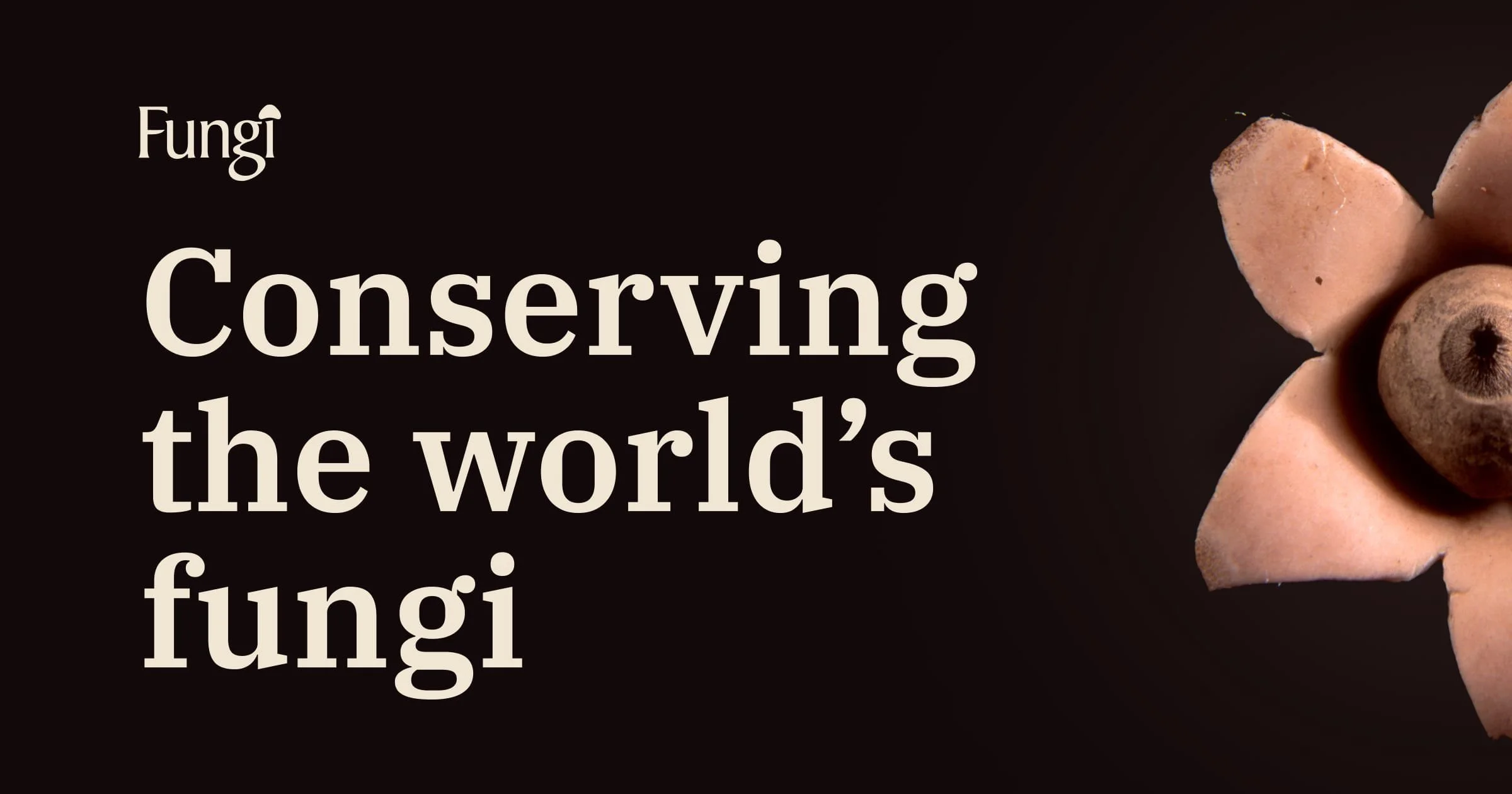 International NGO fungal conservation Fungi Foundation