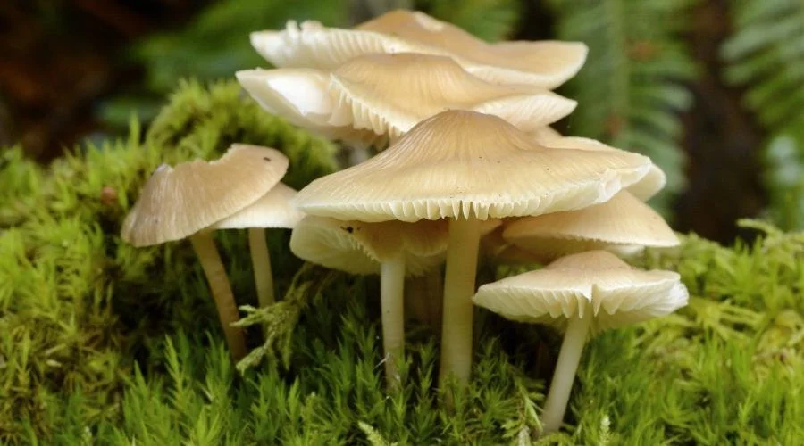 Naturescot scottish fungi, common bonnet mushroom, mycena galericulata