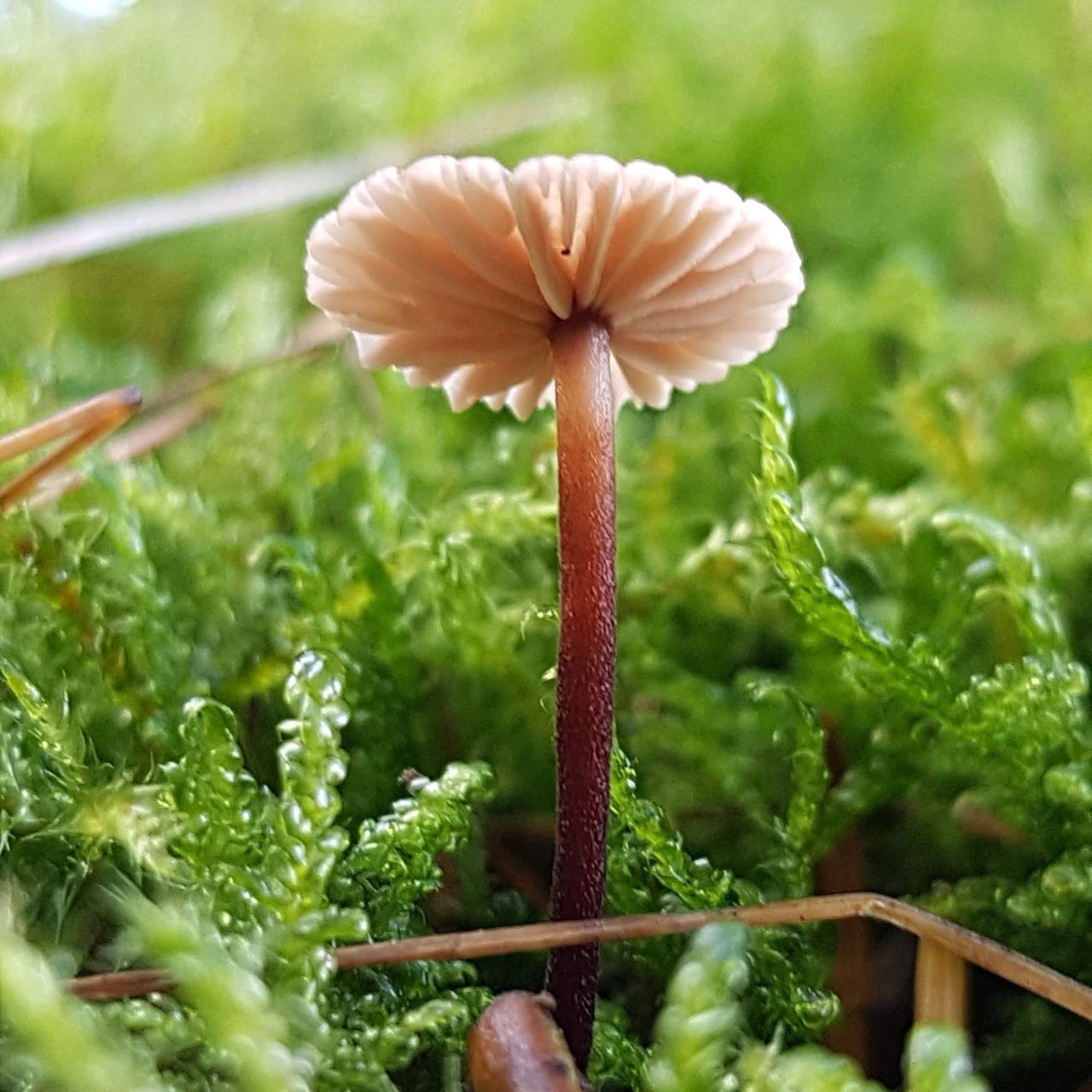 scottish fungi identification page