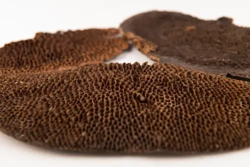 Royal Botanical Garden of Edinburgh Fungi Collection: dried specimen, archives, exhibitions