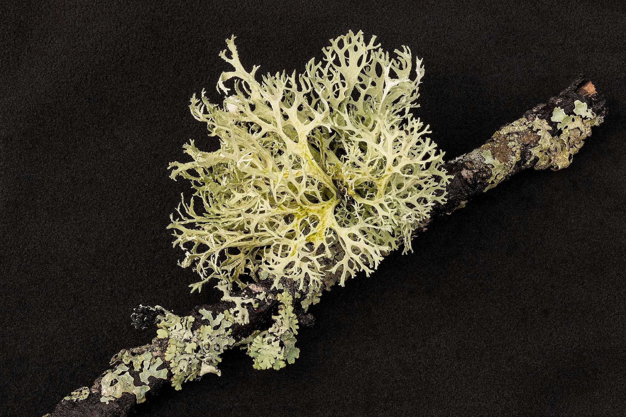 QUeer theory and interdisciplinary theory applied to lichen and fungi