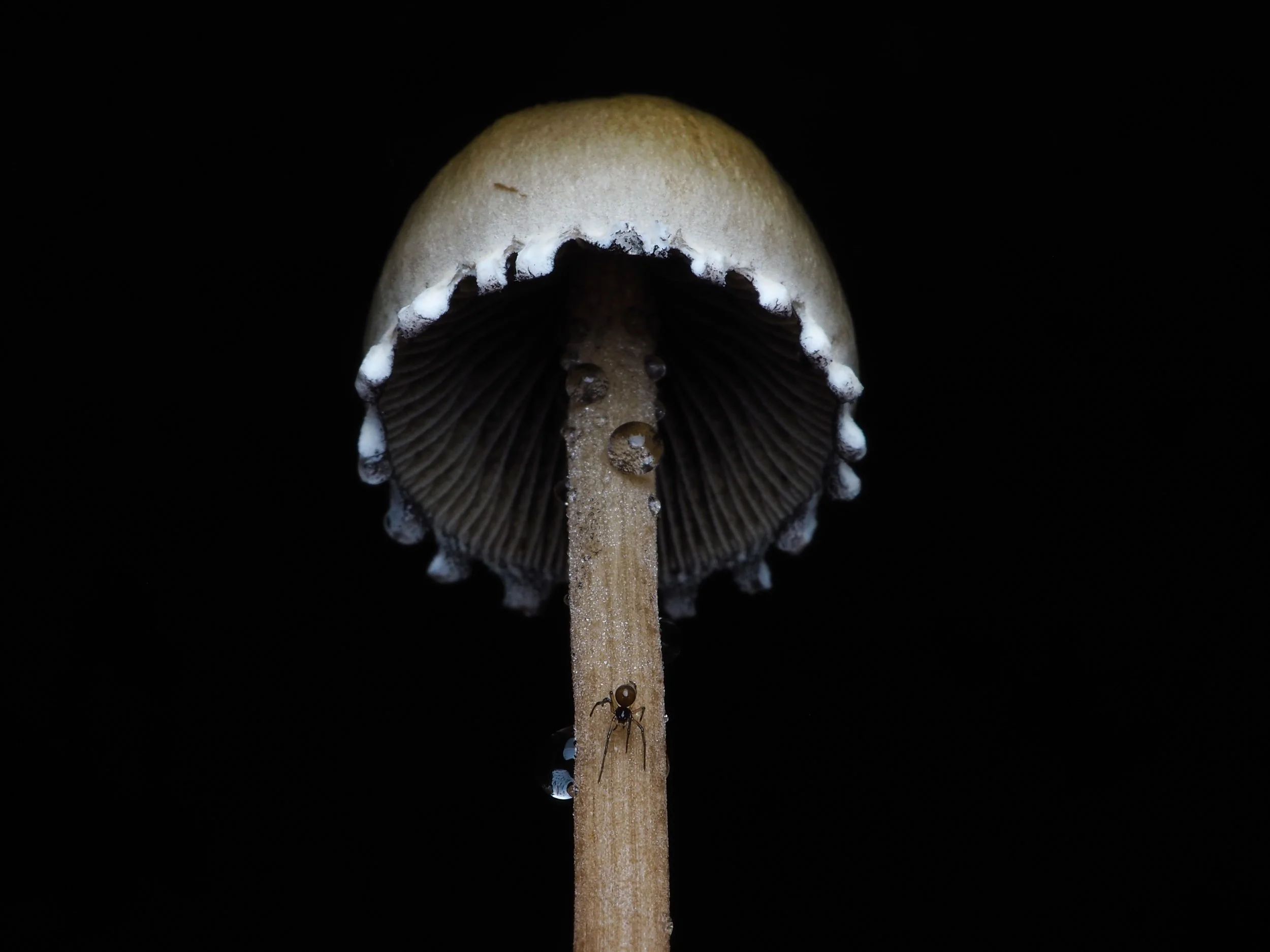 Accessibility core value: Close-up Scottish mushroom with spider macrophotography