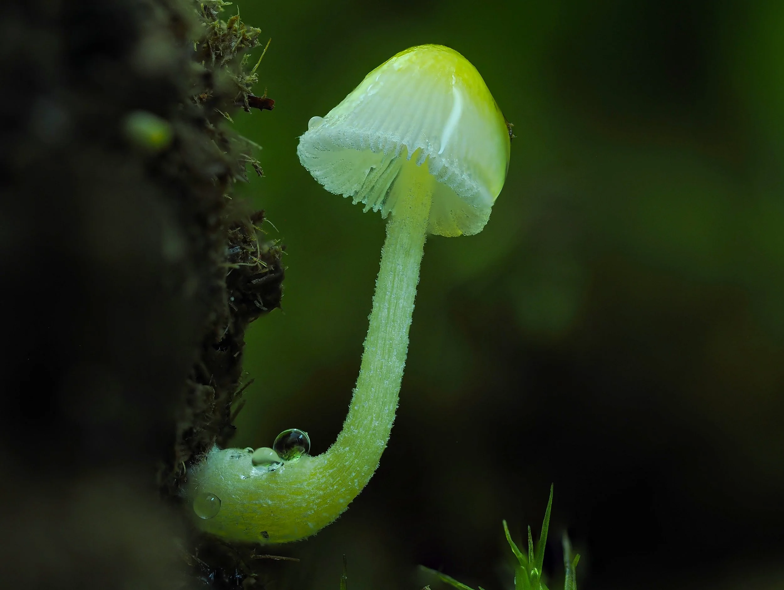 Curiosity core value: close up scottish fungus, explore and investigate Kingdom Fungi