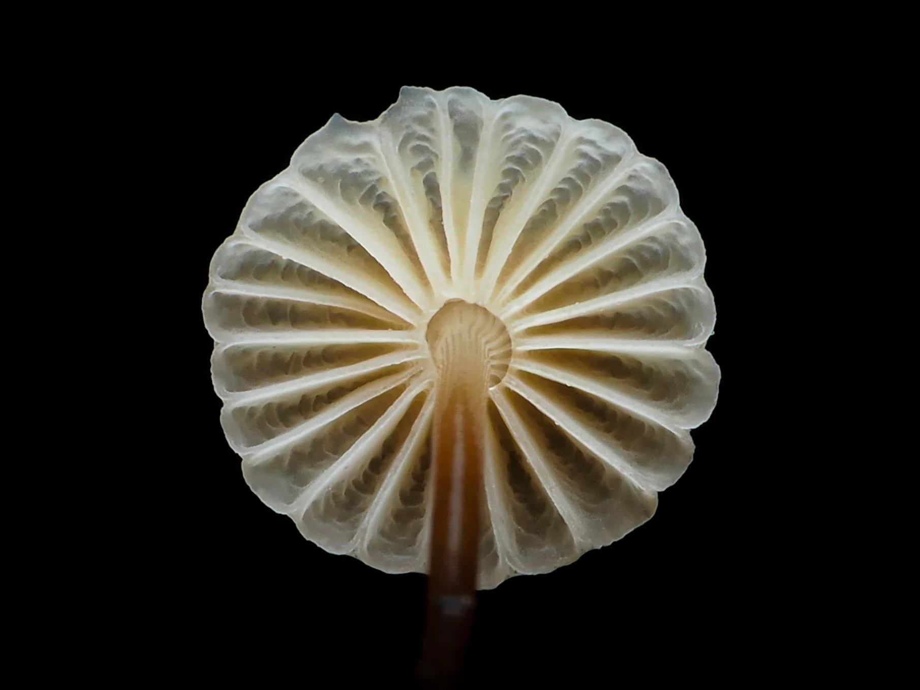 mycena mushroom macrophotography, gills, stipe, cap: mycology and mushroom resources on this page