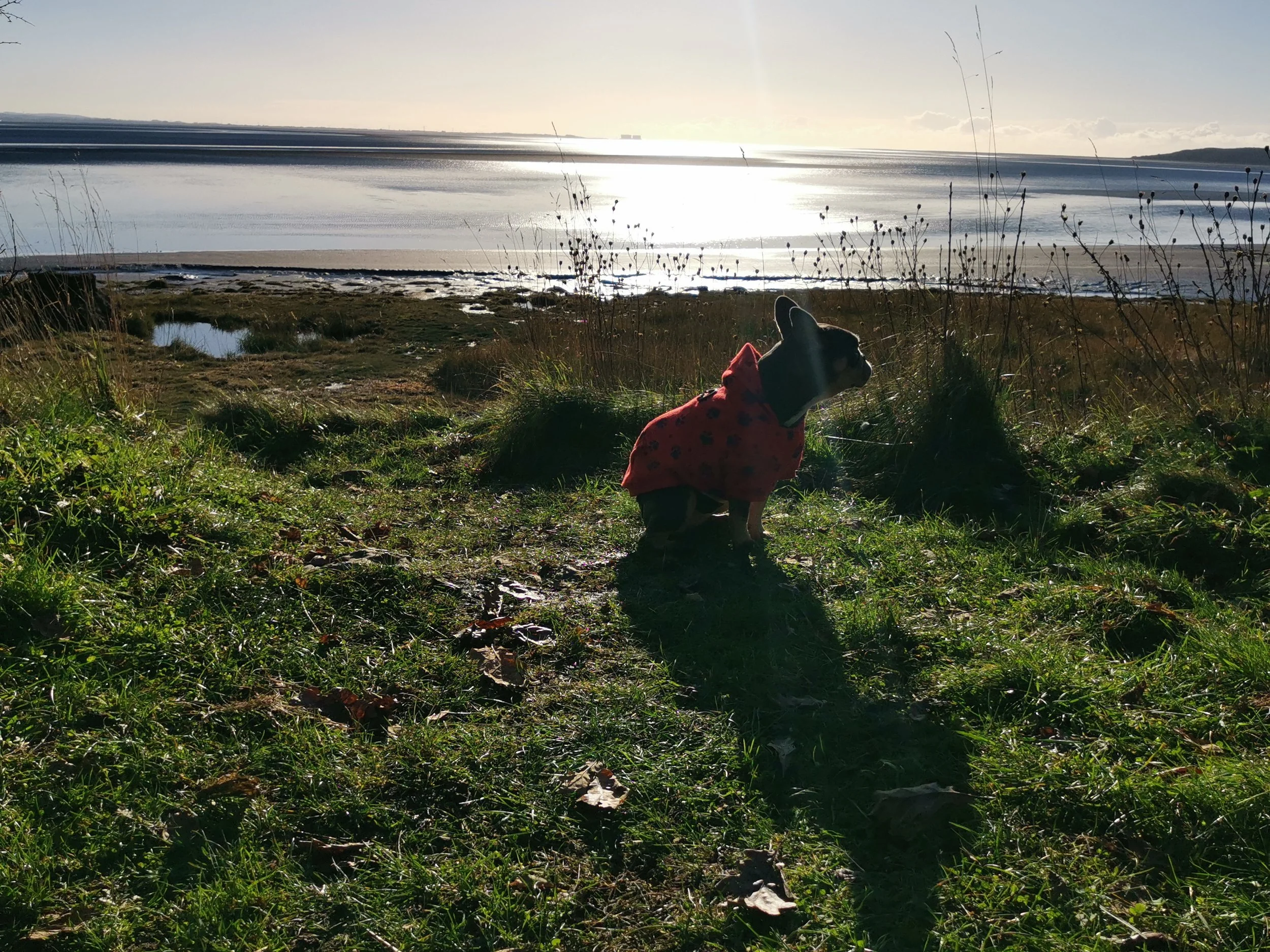 A black dog wearing a red jacket with black spots sitting on grass near a body of water, with the sun reflecting off the water, and dried plants in the foreground.