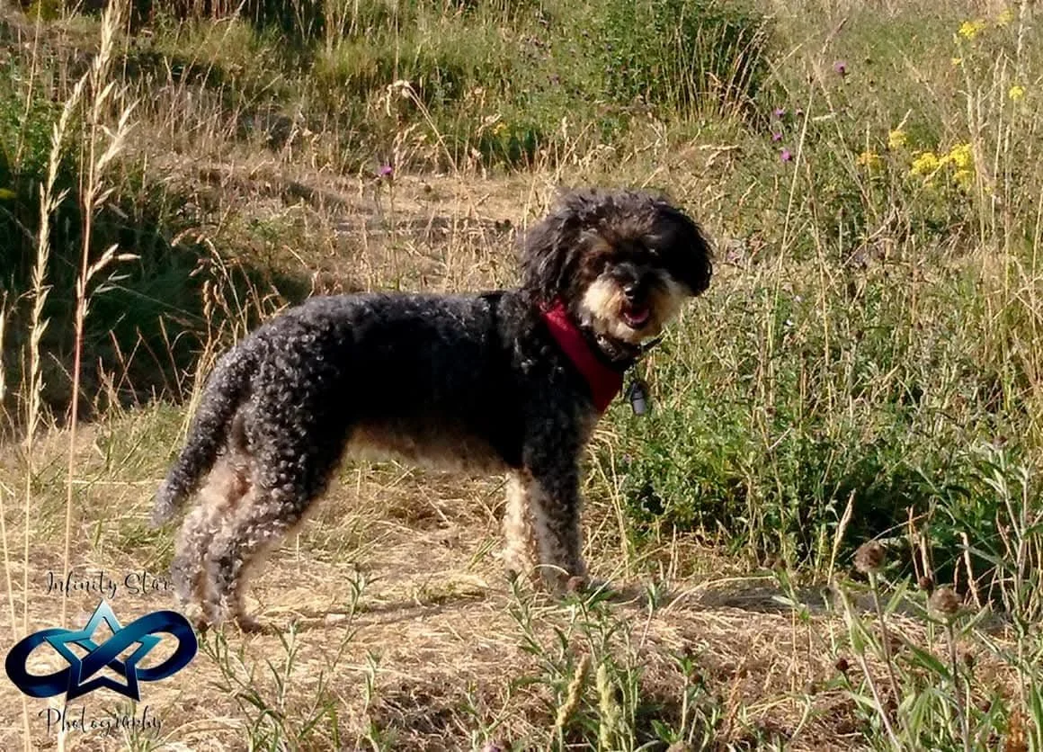 A small black and white curly-haired dog standing on a dirt path in a grassy field, looking at the camera with its mouth open. The dog is wearing a red collar and has a tag. There are tall grasses and plants surrounding the path.