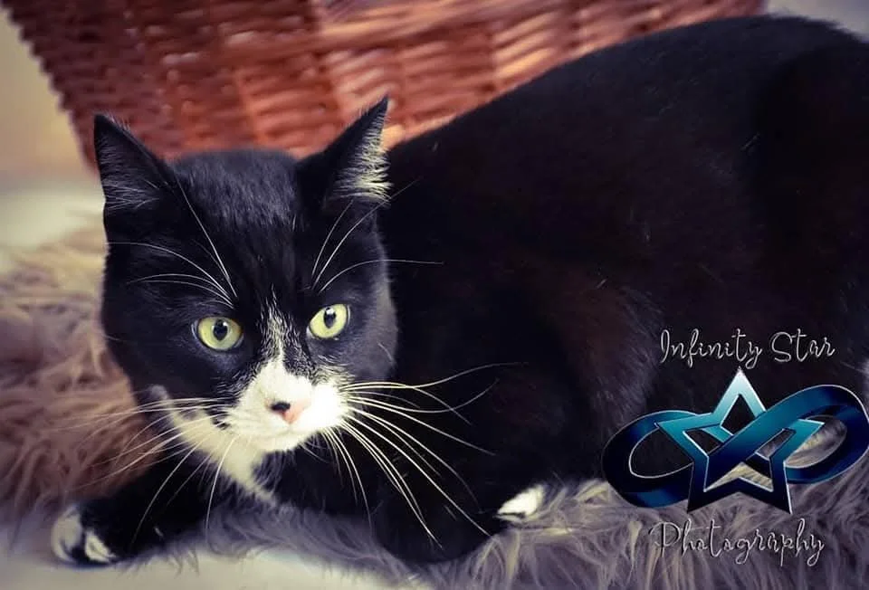 A black and white cat lying on a furry surface with a basket in the background and text in the bottom right corner that reads "Infinity Star Photography" with a star-shaped logo.