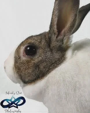 Ultimate Pet Session Package