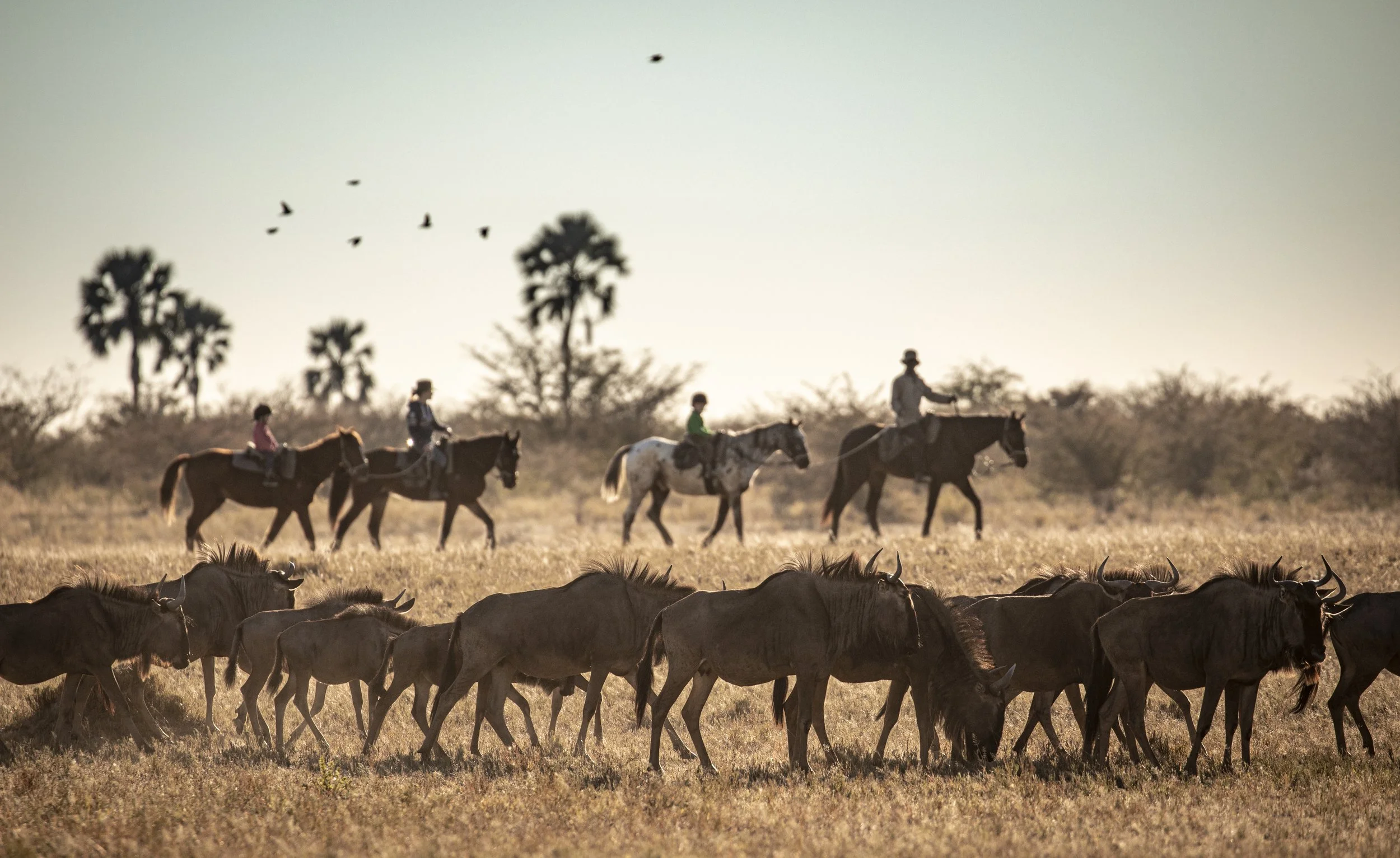 Horse riding - With the wildebeest.jpg