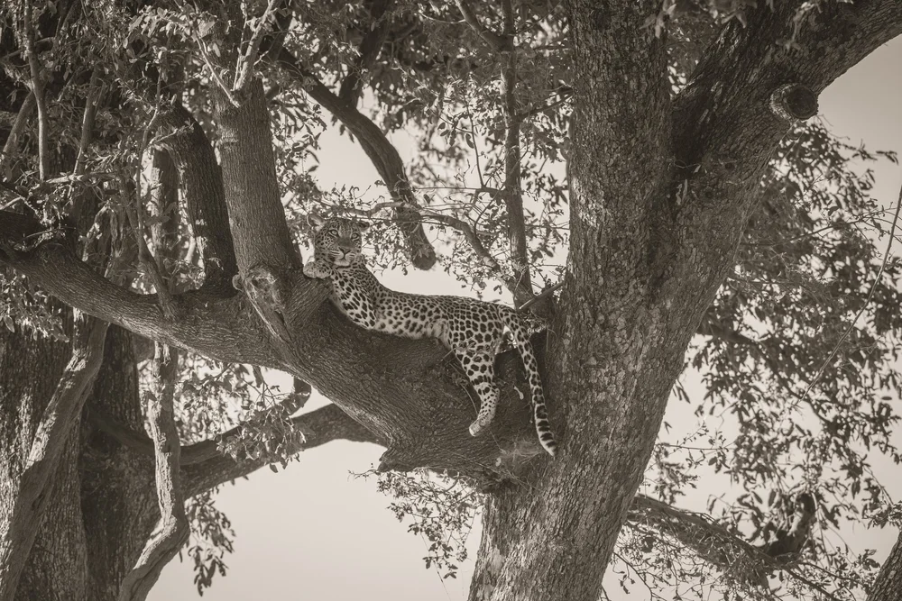 Fotografia de vida selvagem em Botsuana por Janaína Matarazzo