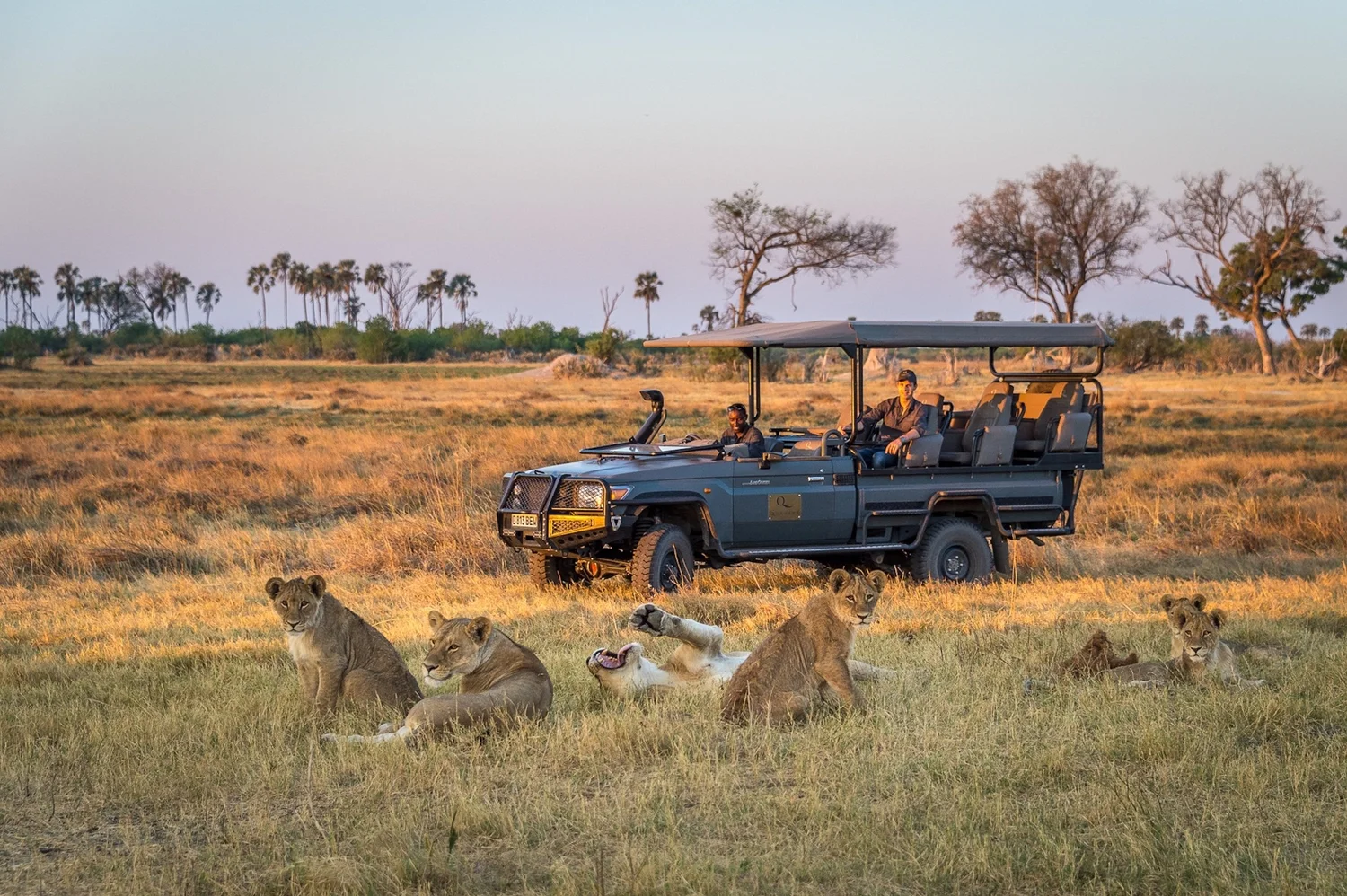 Safári em veículo 4x4 observando leões em Botsuana