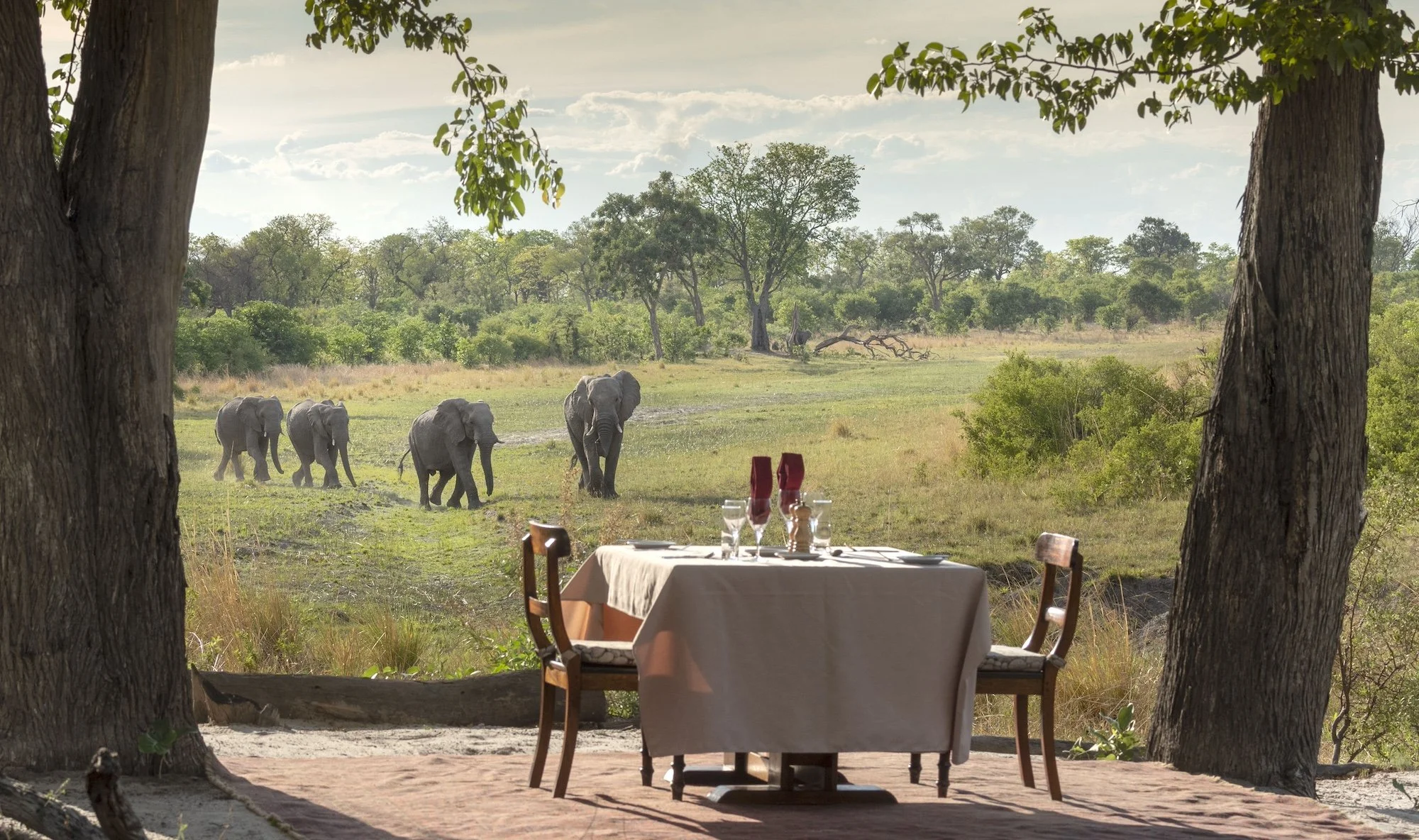 Safari Ultra Luxo Botsuana - Imagens