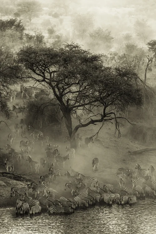 Zebras em paisagem de Botsuana fotografadas em safári