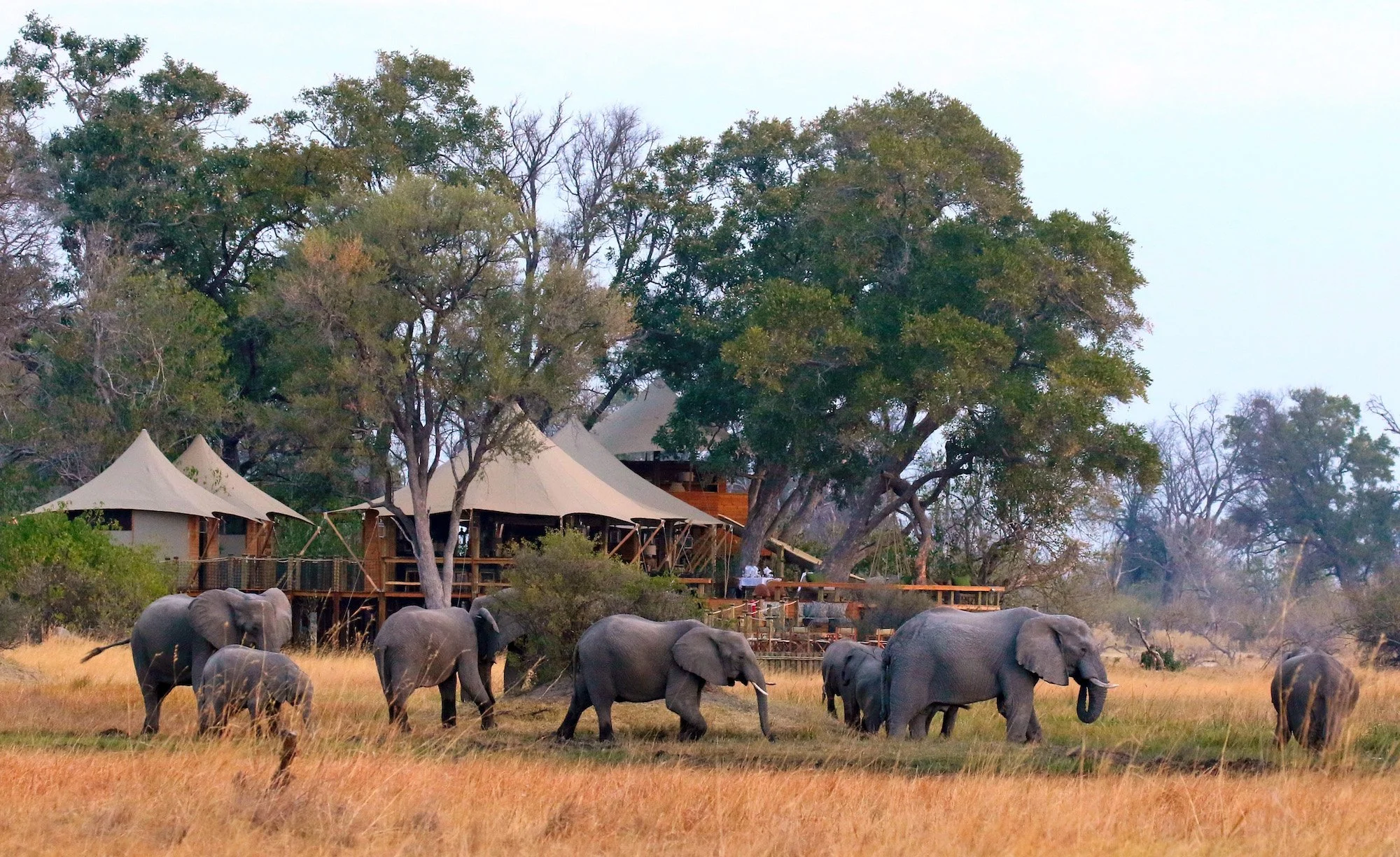 Safari de Luxo Botsuana - Imagens