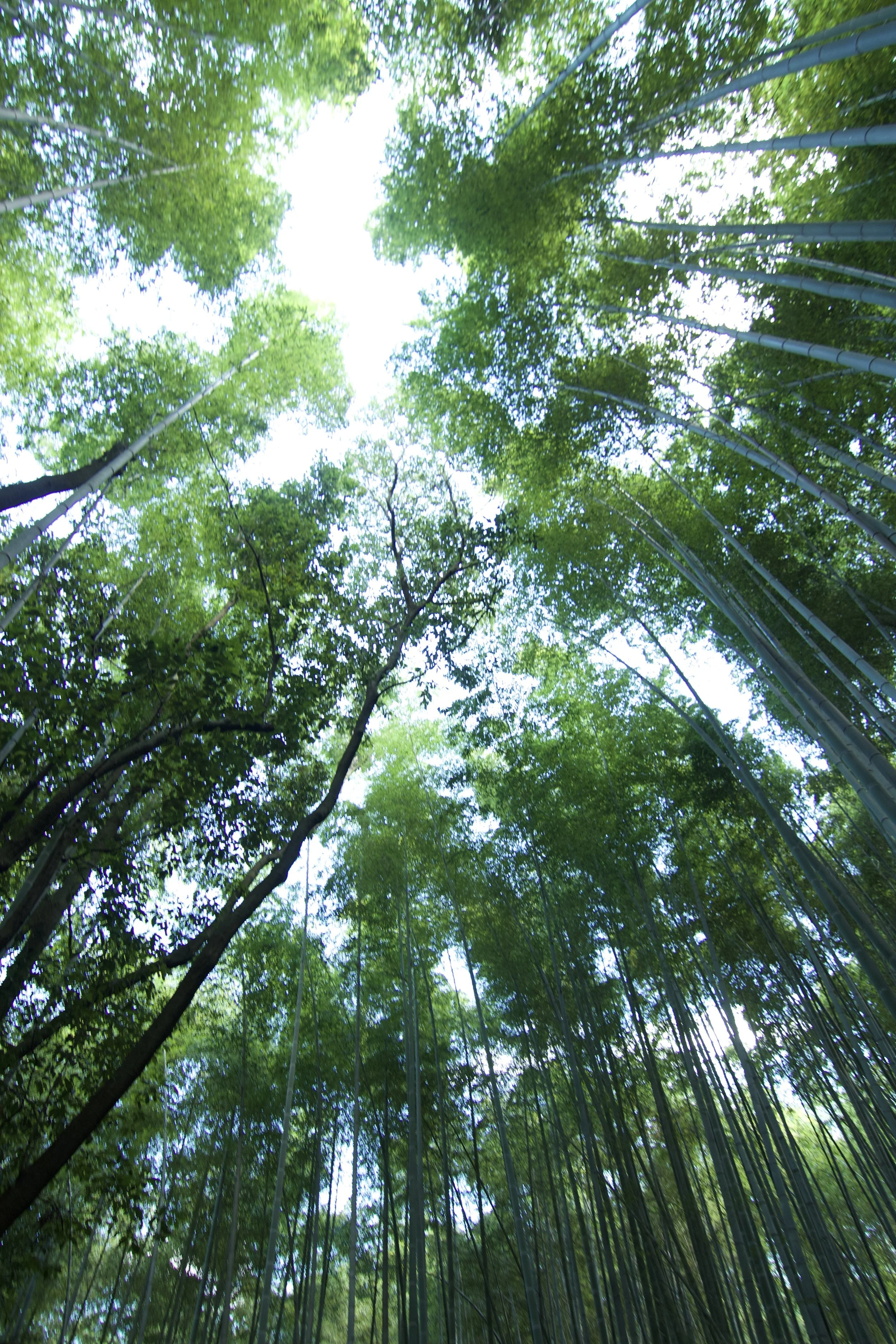 A view looking up at tall bamboo trees with lush green leaves and thin stalks, with sunlight filtering through the canopy.