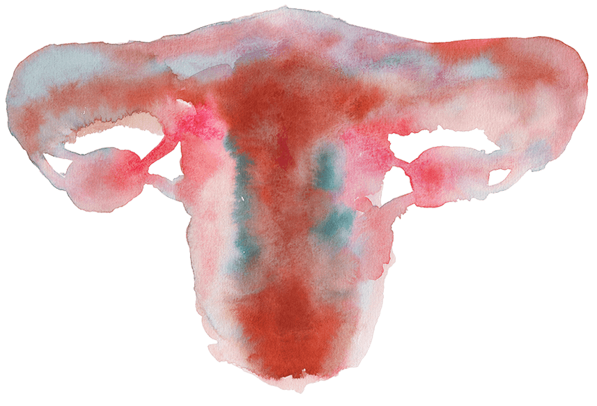 Uterus, gemalt in Aquarelltechnik, in Farben Braun, Rot.
