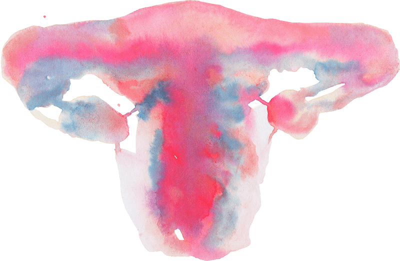 Ein Uterus gemalt in Aquarelltechnik in Pink und Blau.