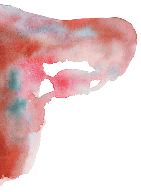 Hälfte eines Uterus, gemalt in Aquarelltechnik, in Farben Braun, Rot.