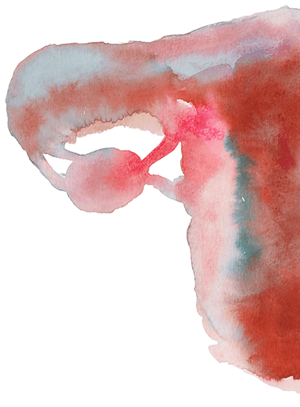 Hälfte eines Uterus, gemalt in Aquarelltechnik, in Farben Braun, Rot.