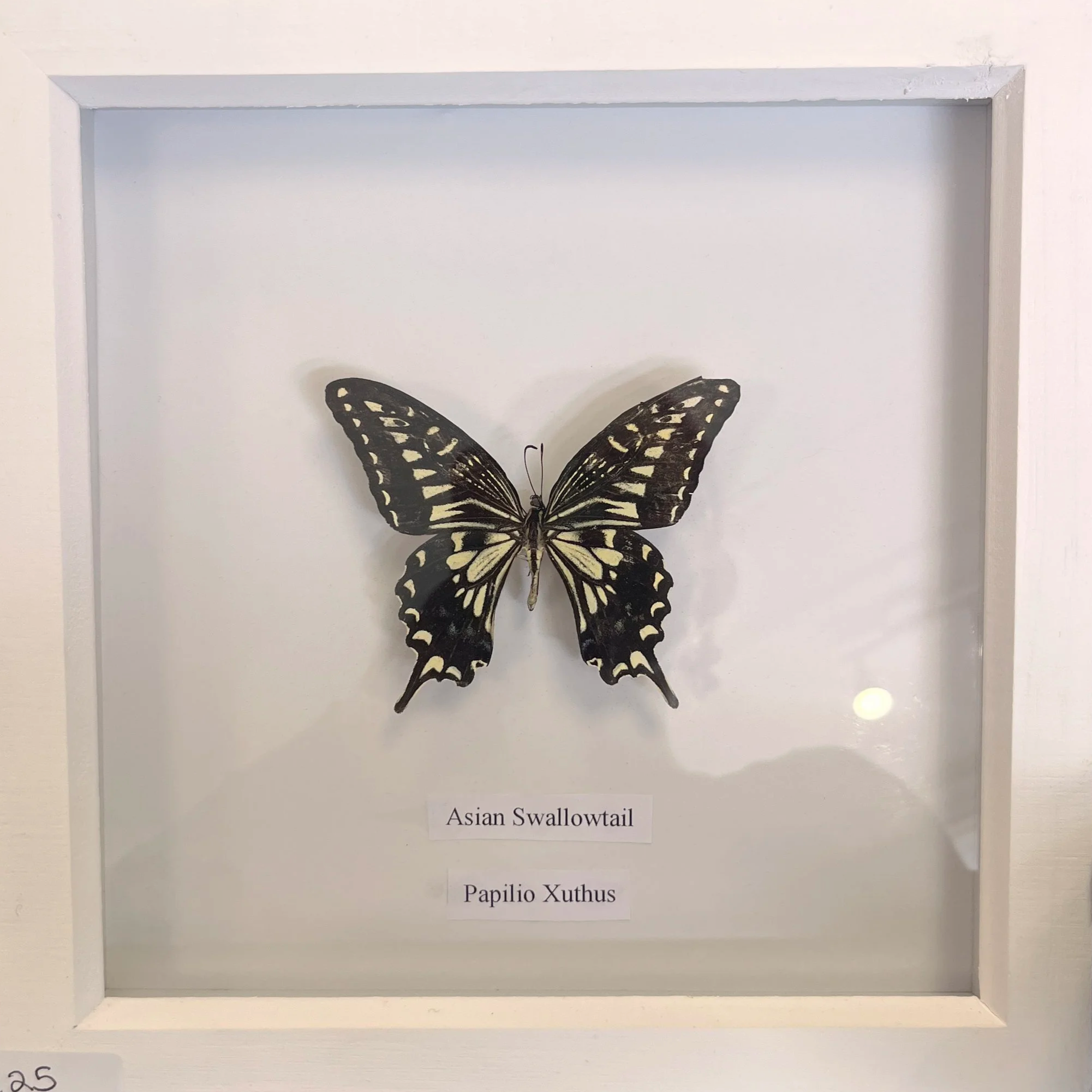 Mounted butterfly specimen identified as Asian Swallowtail, with a label underneath reading 'Papilio Xuthus'.